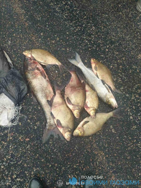 «Неудачная» рыбалка: жители Мозыря задержаны за незаконную ловлю рыбы в Полесском государственном радиационно-экологическом заповеднике