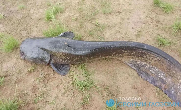 На Припяти рыбаки поймали сома больше двух метров