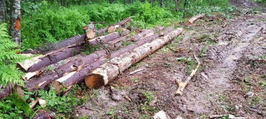 Прокуратура Мозырского района возбудила уголовное дело по факту незаконной рубки и уничтожения древесно-кустарниковой растительности