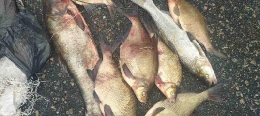 «Неудачная» рыбалка: жители Мозыря задержаны за незаконную ловлю рыбы в Полесском государственном радиационно-экологическом заповеднике