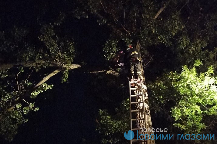 В Калинковичах горожанин залез на дерево за попугаем, снимать  его самого пришлось спасателям
