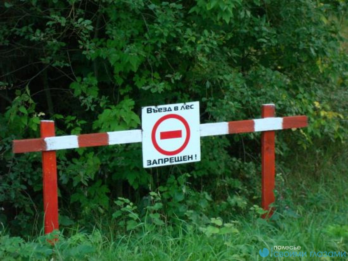 Новый запрет на посещение лесов введен в Мозырском районе