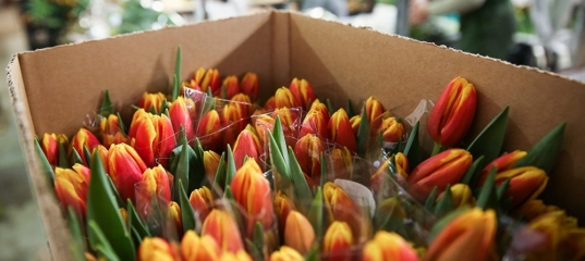 Как продавать тюльпаны и не попасть на штраф, рассказали в налоговой