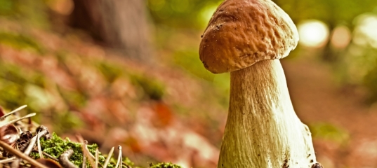 В грибах Наровлянского и Мозырского районов выявили превышение уровня радионуклидов