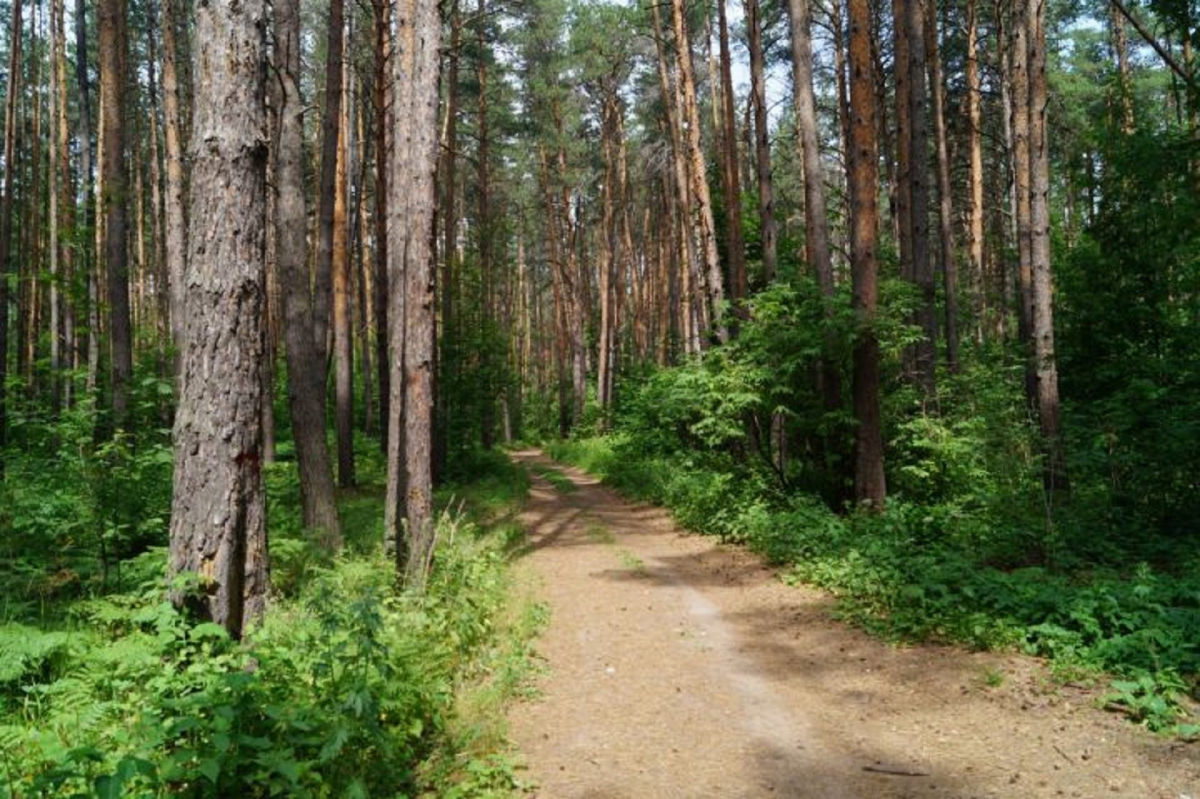 Леса Мозырского района открыли для посещения