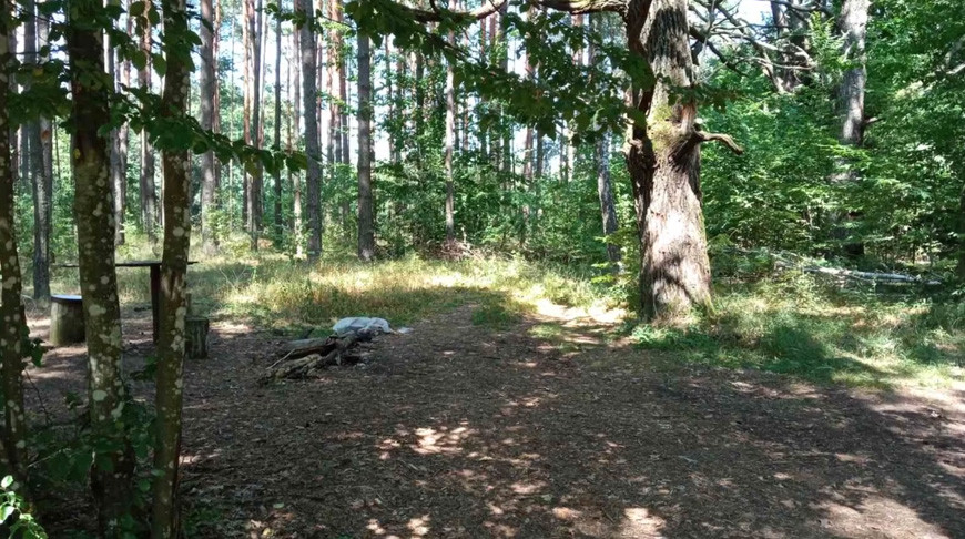 Житель Лельчиц выращивал коноплю в лесной чаще