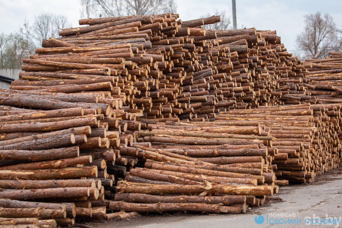 В Гомельской области директор лесхоза продавал деловую древесину под видом дров. Он заключен под стражу