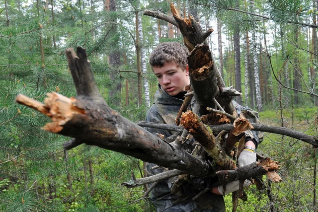 Можно ли забрать из леса поваленные деревья себе на дрова?