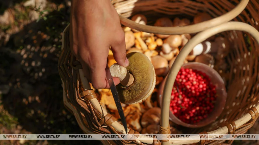 10 грибников и ягодников заблудились в стране за сутки