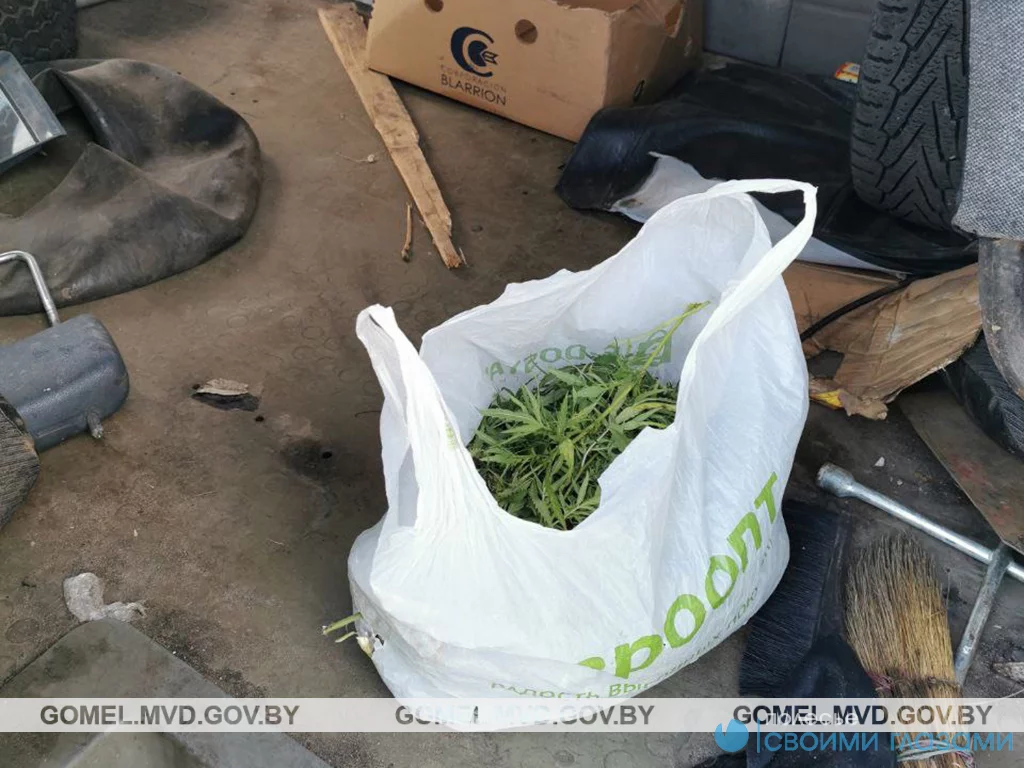 В Наровлянском районе задержаны трое мозырян с марихуаной » Интернет ...