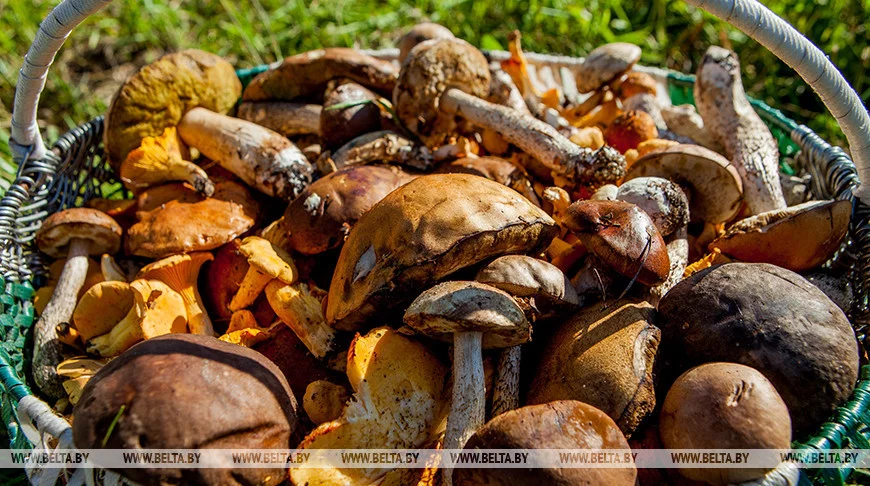8 человек отравились грибами в Гомельской области