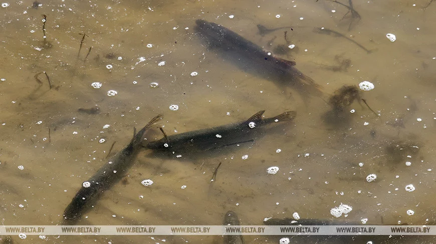 Запрет на лов щуки вводится с 1 марта