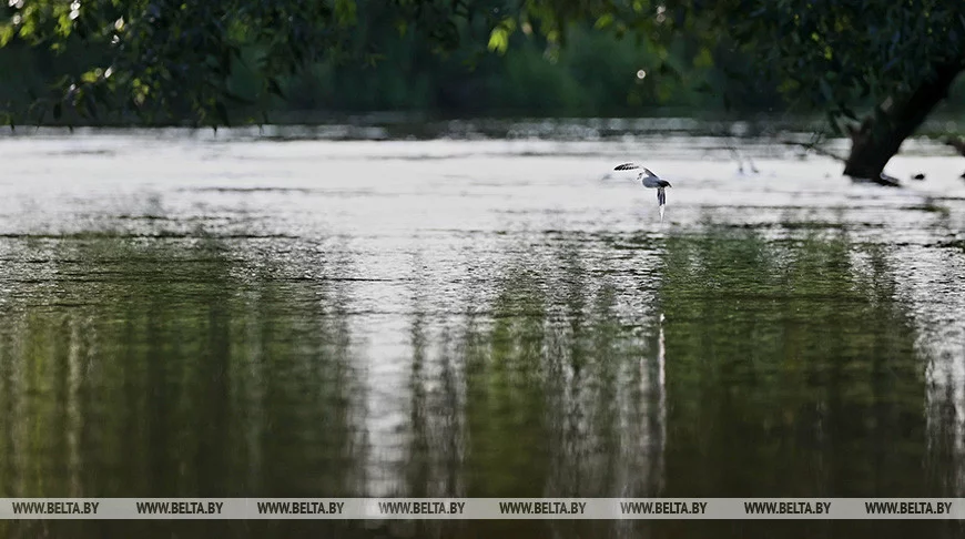 Почти на всех реках Беларуси в последние дни вырос уровень воды