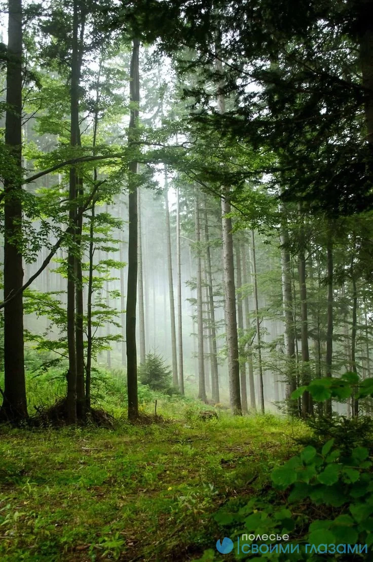 В Мозырском районе ввели ограничение на посещение лесов