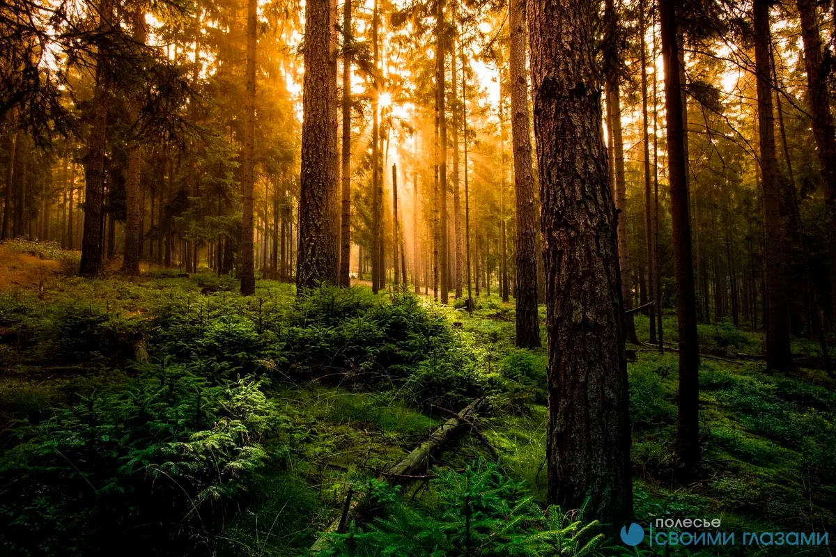 На территории Мозырского района введен запрет на посещение лесов