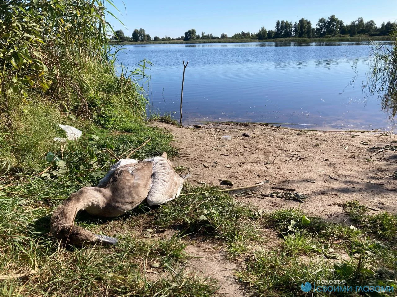 Что стало причиной гибели лебедя в Ельском районе