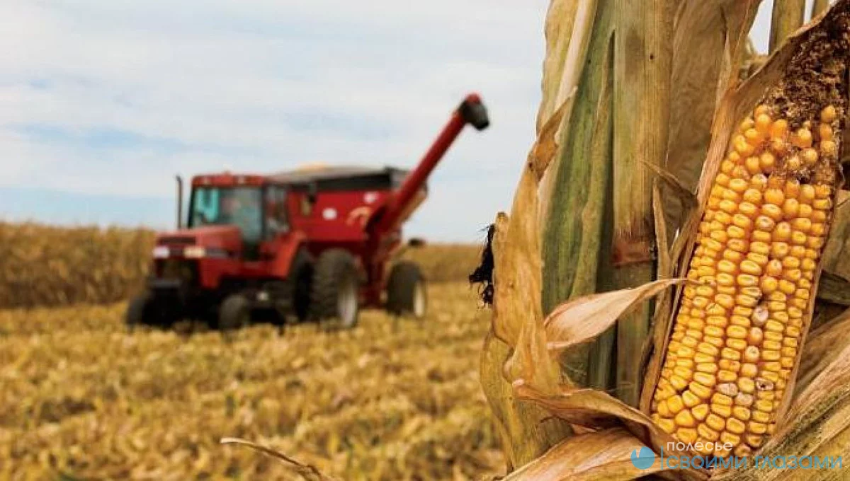 На полях совхоз-комбината «Заря» подходит уборка кукурузы