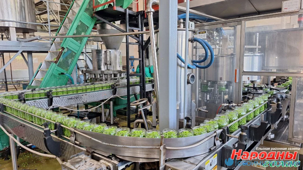 В Ельском районе активными темпами консервируют зеленый горошек