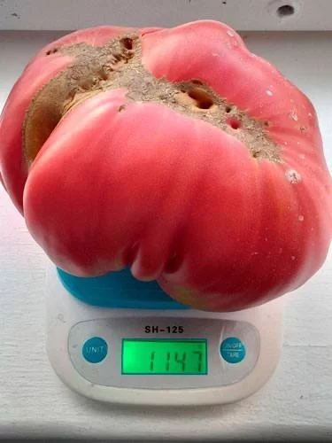 Помидор весом больше килограмма