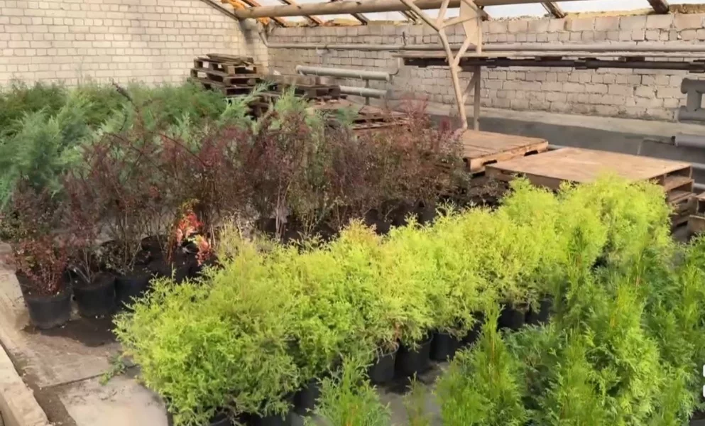 Продажа саженцев хвойных растений