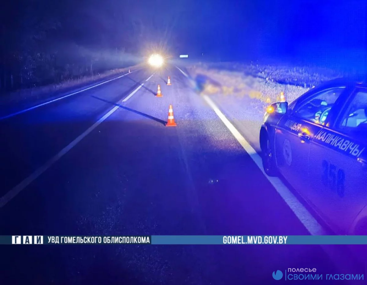 Лось выбежал на трассу под Калинковичами: мотоциклист в больнице