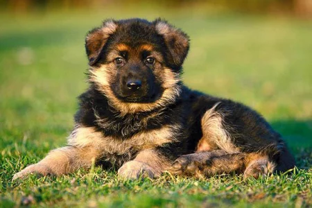 Приму Щенка немецкой овчарки Мальчик