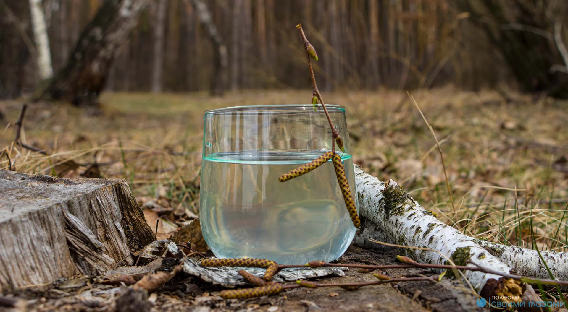 От 42 копеек за литр: где в Мозыре будут продавать березовый сок