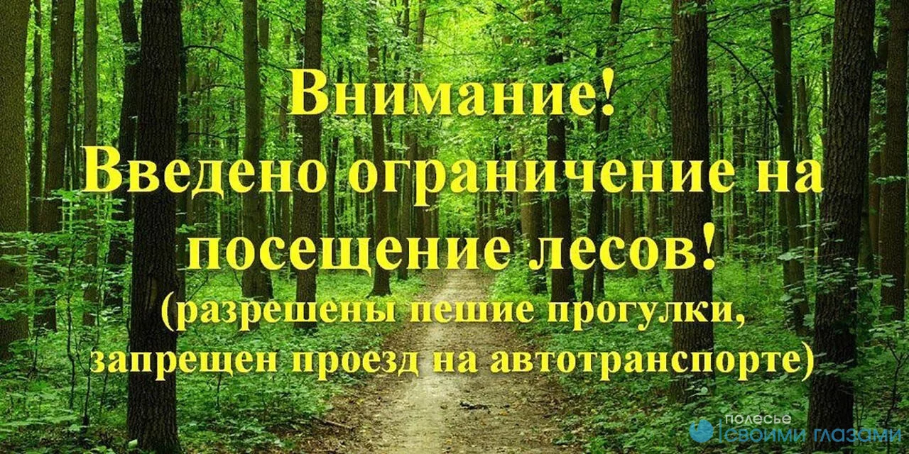 С 22 апреля введено ограничение на посещение лесного фонда