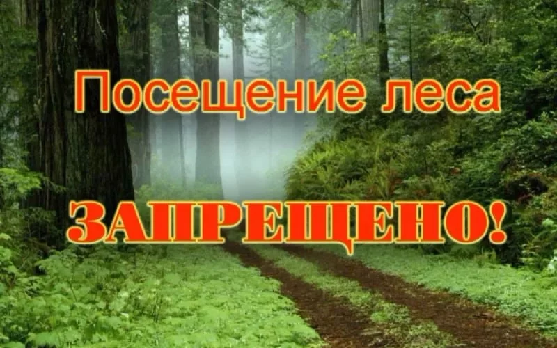 С сегодняшнего дня действует запрет на посещение лесов