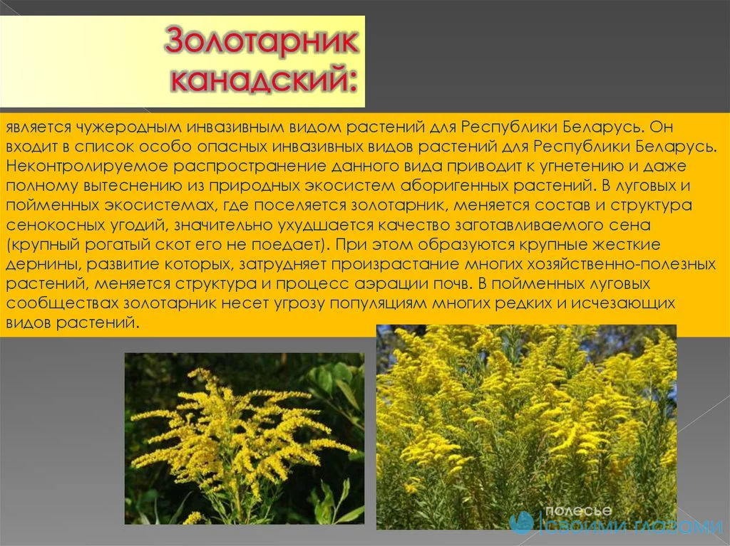 На подведомственных кладбищах обнаружен золотарник канадский